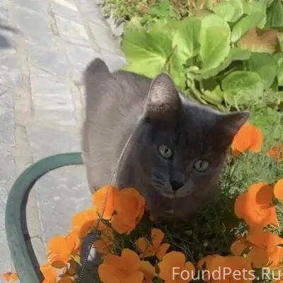 Пропала кошка, город Богданович