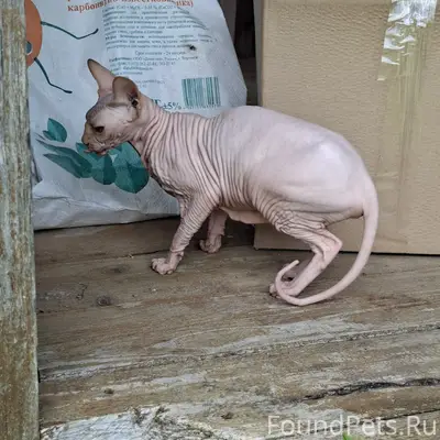 Пропала кошка, деревня Березовка