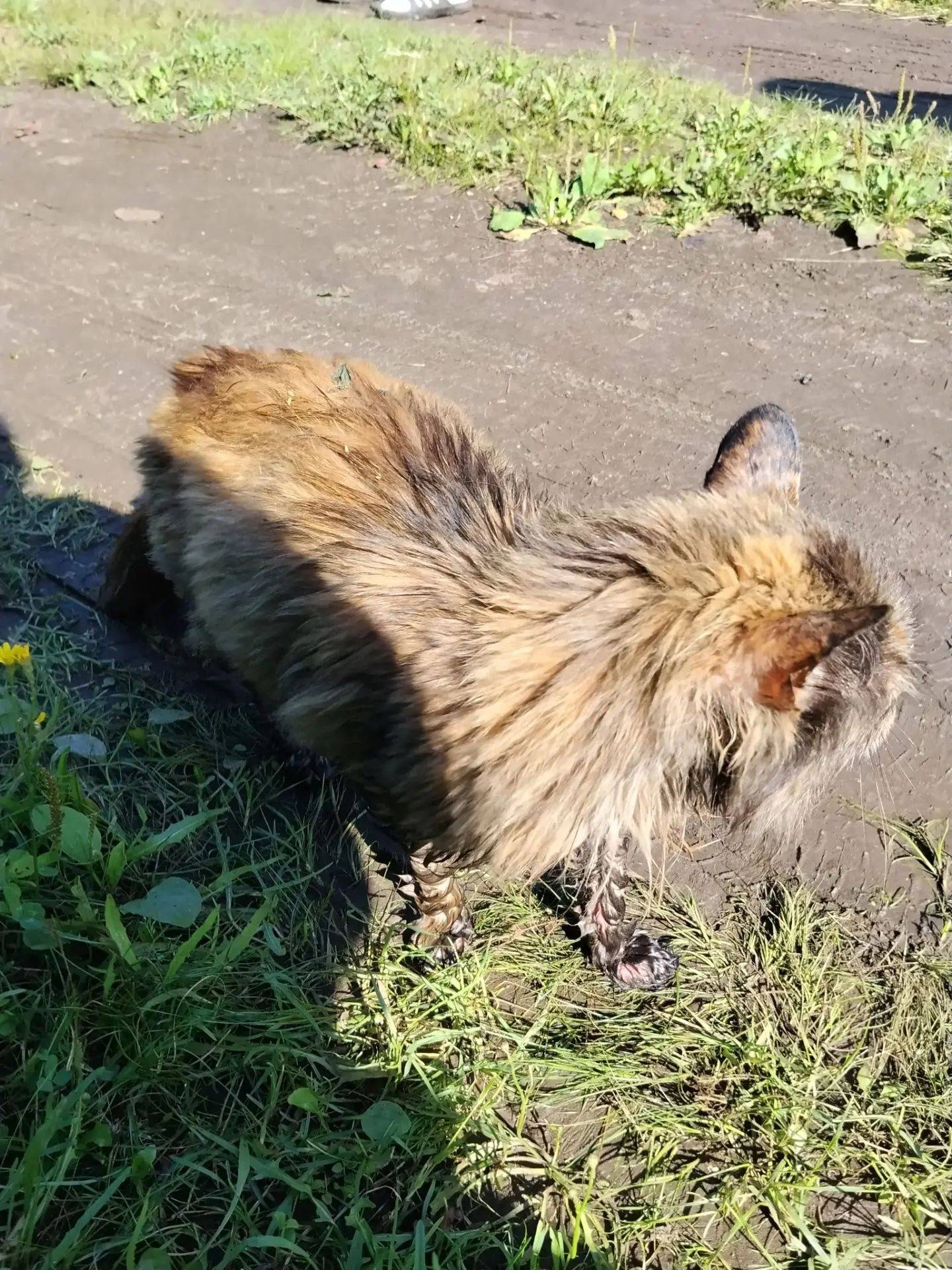 Найдена кошка с раной на морде, Дзержинский район