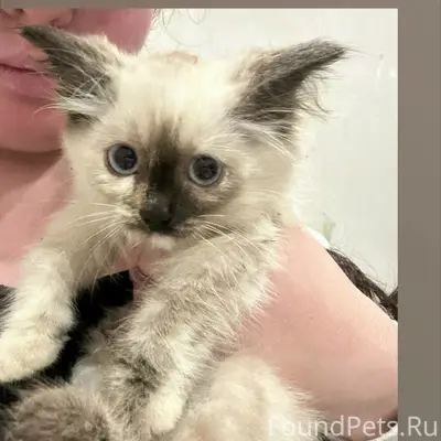 Найден котенок, Звездный
