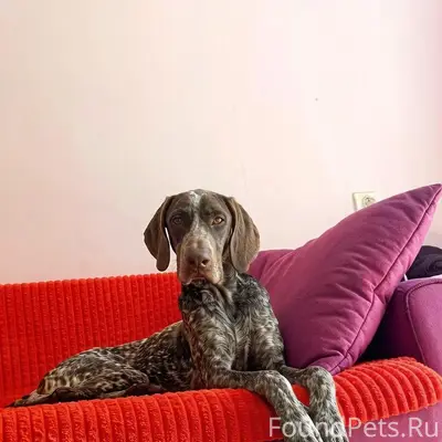 Найдена собака, Юрьевец