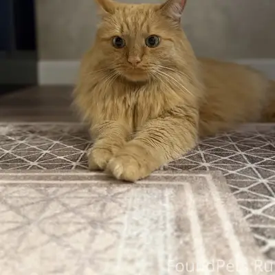 Пропал рыжий кот Котя в районе тов.Медик
