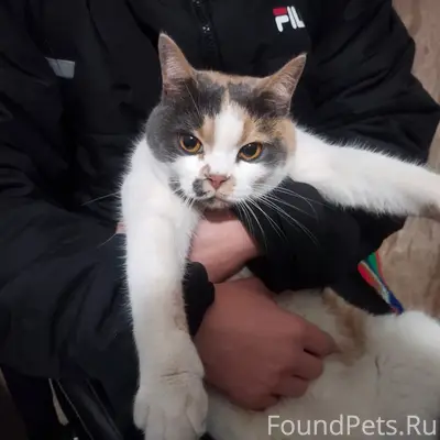 Пропала кошка Джесси, район ул. Репникова
