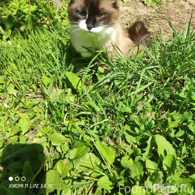 Пропала кошка, посёлок Колычёво