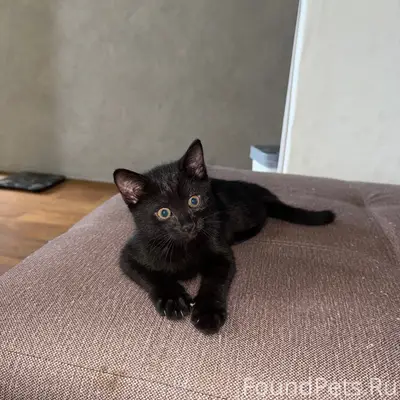 Найдена чёрная кошка, Коломна