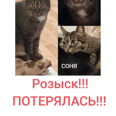 Пропала кошка Соня, проезд Анатолия Щеткова