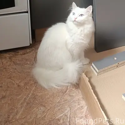 Пропала белая кошка, ул. Советская