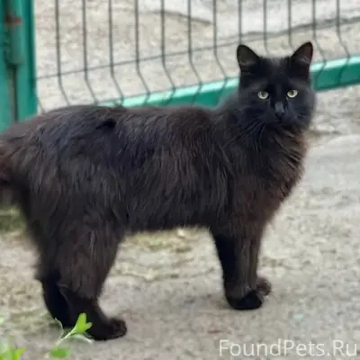 Пропал котик Ачи, микрорайон 3