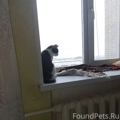 Пропала кошка Барсик, Йошкар-Ола