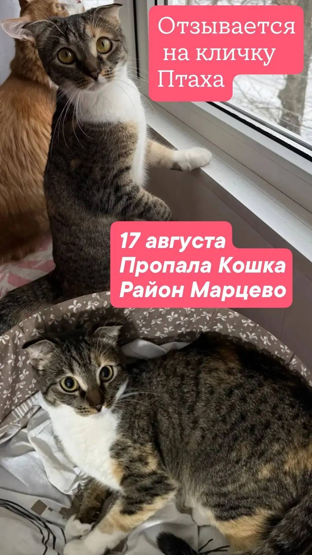 Пропала трехцветная кошка Птаха, Марцево