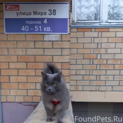 Пропал кот Лютик, ул. Мира 38