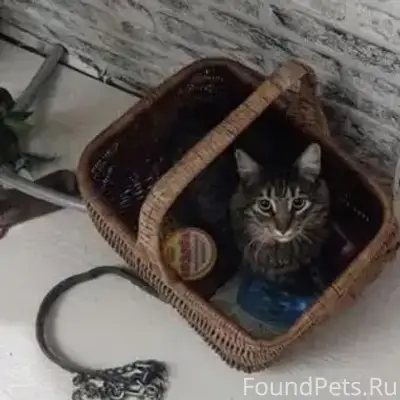 Пропал кот Макс, г. Ставрополь