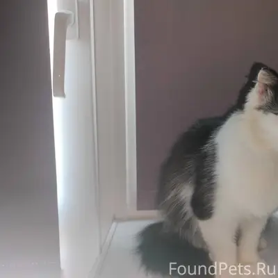 Найдена кошка, Кирова 11