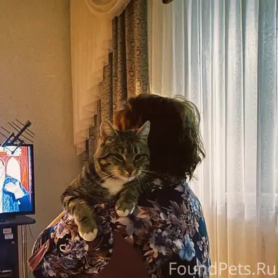 Пропал кот Барсик, район маслозавода