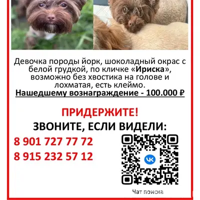 Пропала Йоркширский терьер Ириска, Балашиха