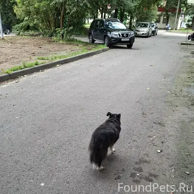 Пропала старая собака, Театральная, Вокзальная