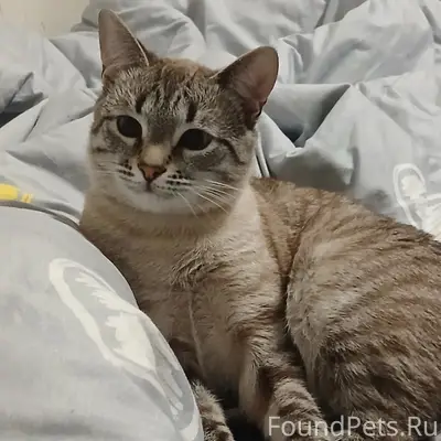 Пропал кот Тишка, гора