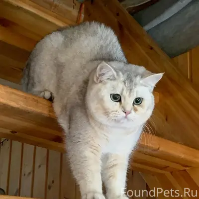 Пропал кот Пуся, улица Мологская