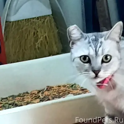 Найдена кошка, район Силаева