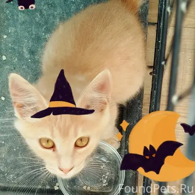 Найдена кошка, Симферополь