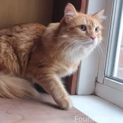 Найден кот, Есенина