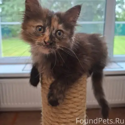 Найдена кошка-котёнок, Дедовск