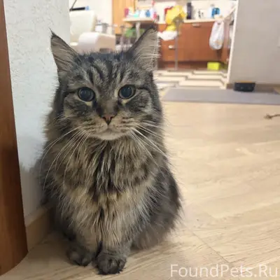 Пропал кот Чудодей, деревня Белая поляна