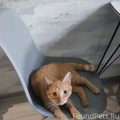Пропал рыжий кот , по кличке Сэм