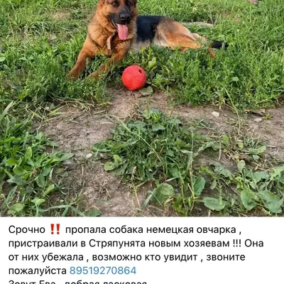 Пропала немецкая овчарка Ева, Стряпунята