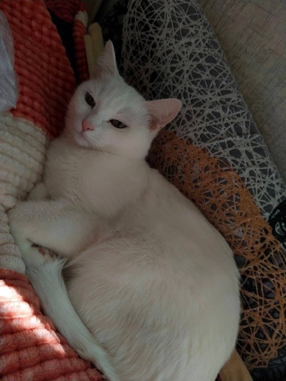 Пропала белая кошка Дина, район Титова 9