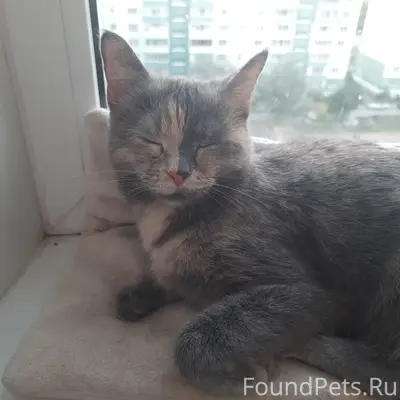 Пропала кошка Дымочка, Дианова 20к1