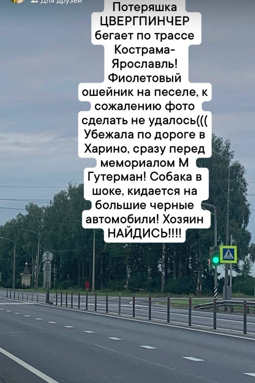 Пропал цвергпинчер, черный, в фиолетовом ошейнике, Кострома-Ярославль