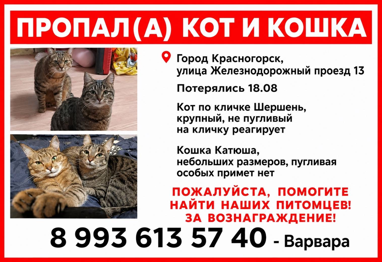 Пропали кот Шершень и кошка Катюша, Красногорск