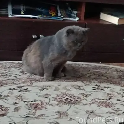 Пропал породистый кот, с. Красное