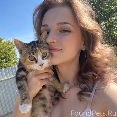Пропала кошка, пгт. Кромы