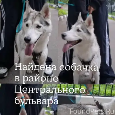 Найден хаски, Центральный бульвар