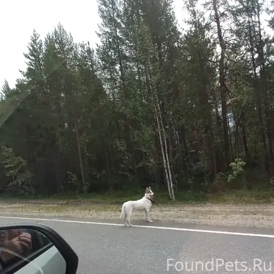 Найден пёс, между 112 и 113 км