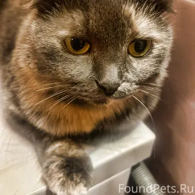 Пропала кошка, Бежица, улица Плеханова