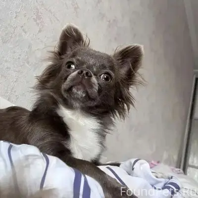 Пропал чихуахуа Бим, Подольск