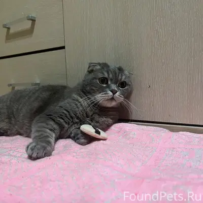 🚨 ПРОПАЛ КОТ! АНАПА! 🚨 📍 Район Моршколы, ул. Черноморская, между ул. Тургенева и ул. Гоголя. Пропал наш любимый кот Мигель. 🐈 Шотландский вислоухий, серо-полосатый с белой грудкой и мордочкой, большие жёлтые глаза.Откликается на «Миня» 🟠 На нём был оранжево-коричневый ошейник. Мигелю 13 лет. Он кастрирован, полностью домашний и никогда за всю жизнь не уходил с участка. У него сердечная недостаточность, он уже плохо прыгает и далеко уйти не мог. ❗Пожалуйста, если вы живёте рядом, проверьте свои гаражи, сараи, подвалы, теплицы, дворы и пространство под машинами. Он мог случайно оказаться запертым или спрятаться, если ему стало плохо. 🙏 Если вы видели Мигеля или знаете любую информацию о нём, пожалуйста, напишите или позвоните в любое время суток. @hi0naaa +79183318628 https://vk.ru/zzzz_bzzz