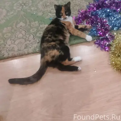 Пропала кошка Анфиса