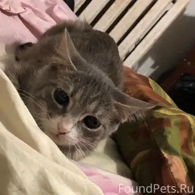 Пропал кот, Пешка, М-н 1