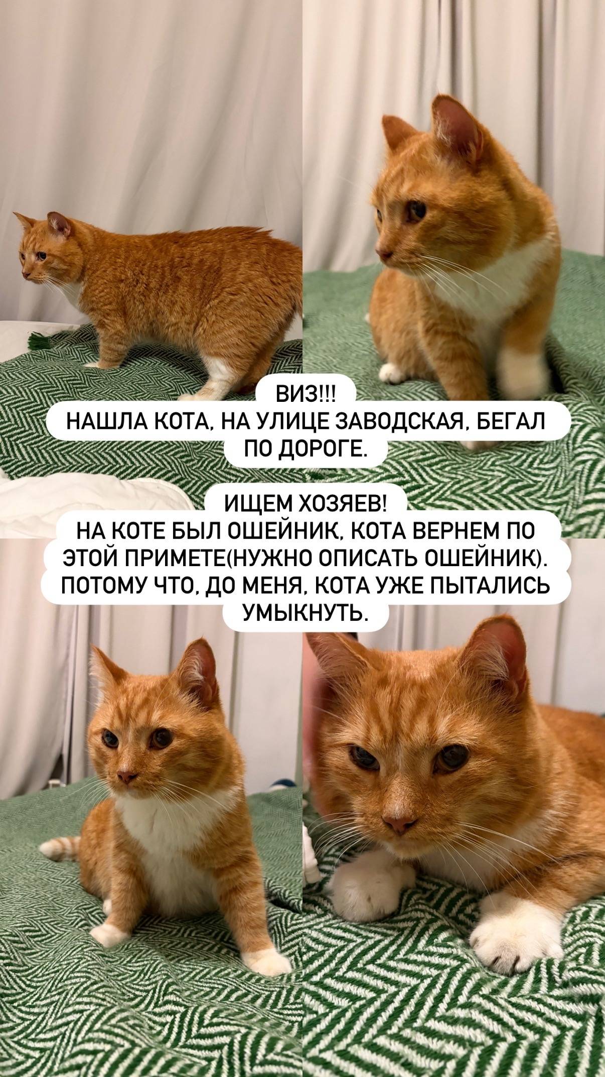 Найден кот, Екатеринбург, район Заводская-Татищева