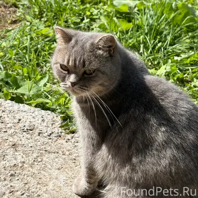 Пропала кошка, напротив совы