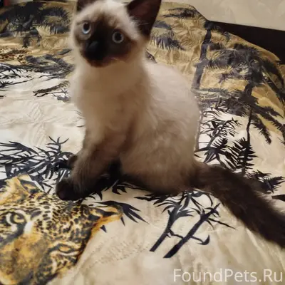 Найден котёнок, район 53 школы