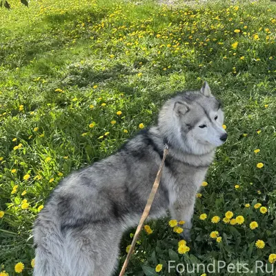 Пропали маламут и дворняжка, район Шацких
