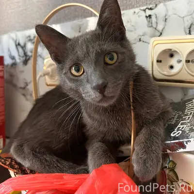 Пропал кот Сэм