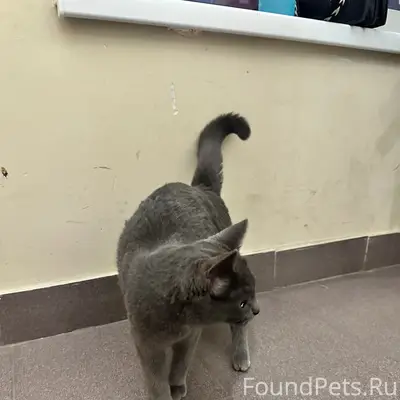 Найдена кошка, улица Коломенская