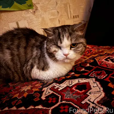 Пропал кот Вася, район ул. Маршала Василевского