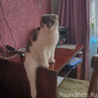 Пропала кошка Фреска, ул. Космонавтов